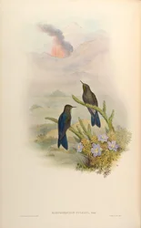 Ramphomicron vulcani = Chalcostigma stanleyi vulcani